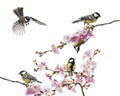 Group of great tit perched on a flowering branch, Parus major, i Royalty Free Stock Photo