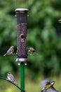 A group of great tits and blue tits feeding from a bird feeder, with a shallow depth of field Royalty Free Stock Photo