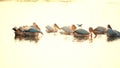 Group of great white pelicans float on water with spread wings