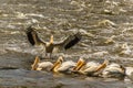 Group of great white pelicans (Pelecanus onocrotalus) in a lake Royalty Free Stock Photo