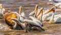 Group of great white pelicans (Pelecanus onocrotalus) in a lake Royalty Free Stock Photo