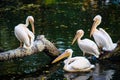 Group of Great White Pelicans in water Royalty Free Stock Photo
