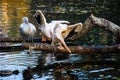 Group of Great White Pelicans in water Royalty Free Stock Photo