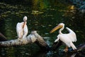 Group of Great White Pelicans in water Royalty Free Stock Photo