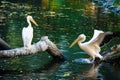 Group of Great White Pelicans in water Royalty Free Stock Photo