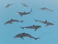 Group of great white sharks Royalty Free Stock Photo
