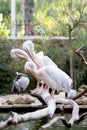 Group great white waterbird bird pelicans sit on long dry tree