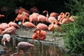 Group greater flamingo, Phoenicopterus roseus