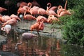 Group greater flamingo, Phoenicopterus roseus