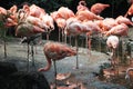 Group greater flamingo, Phoenicopterus roseus