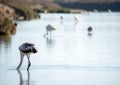 Group of greater Flamingos feeding in shallow water. Phoenicopterus Ruber feeds in shallow water. Wild flamingo in Salt Royalty Free Stock Photo