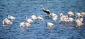 Group of Greater Flamingos fishing in shallow water in fast motion