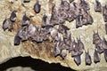 Group of Greater horseshoe bat Rhinolophus ferrumequinum Royalty Free Stock Photo