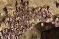 Group of Greater horseshoe bat (Rhinolophus ferrumequinum) Royalty Free Stock Photo