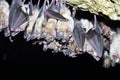 Group of Greater horseshoe bat Royalty Free Stock Photo
