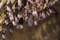 The Group of Greater horseshoe bat Rhinolophus ferrumequinum Royalty Free Stock Photo