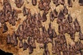 Group of Greater horseshoe bat Rhinolophus ferrumequinum Royalty Free Stock Photo