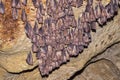 Group of Greater horseshoe bat Rhinolophus ferrumequinum