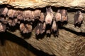 Group of Greater horseshoe bat Rhinolophus ferrumequinum