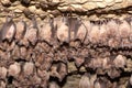 Group of Greater horseshoe bat Rhinolophus ferrumequinum hibernation Royalty Free Stock Photo