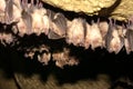 Group of Greater horseshoe bat Rhinolophus ferrumequinum - wintering colony. Royalty Free Stock Photo