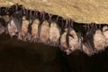 Group of Greater horseshoe bat Rhinolophus ferrumequinum - wintering colony. Royalty Free Stock Photo