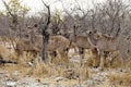 Group Greater kudu, Tragelaphus strepsiceros in the Etosha National Park, Namibia