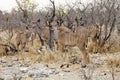 Group Greater kudu, Tragelaphus strepsiceros in the Etosha National Park, Namibia