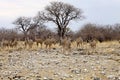 Group Greater kudu, Tragelaphus strepsiceros at the waterhole, Etosha National Park, Namibia Royalty Free Stock Photo