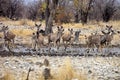 Group Greater kudu, Tragelaphus strepsiceros at the waterhole, Etosha National Park, Namibia