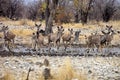 Group Greater kudu, Tragelaphus strepsiceros at the waterhole, Etosha National Park, Namibia Royalty Free Stock Photo