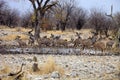 Group Greater kudu, Tragelaphus strepsiceros at the waterhole, Etosha National Park, Namibia
