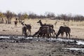 Group Greater kudu, Tragelaphus strepsiceros, at the waterhole, Namibia Royalty Free Stock Photo