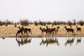 Group Greater kudu, Tragelaphus strepsiceros, at the waterhole, Namibia Royalty Free Stock Photo