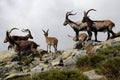 Group Gredos ibex in-Spain-Avila Royalty Free Stock Photo