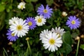 A group of Greek Anemones flowering in springtime Royalty Free Stock Photo