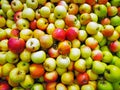 Group of green apples in the supermarket, Background of apples, Fresh apples from the farm garden, many apples in the market