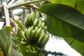 A group of green bananas on a banana tree. Banana plantations. Selective Focus