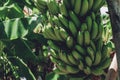 Group of green bananas growing not on a tree