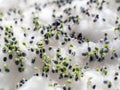 Group of green basil sprouts growing from cotton wool. Home seedlings closeup Royalty Free Stock Photo