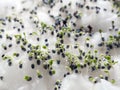 Group of green basil sprouts growing from cotton wool. Home seedlings closeup Royalty Free Stock Photo