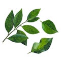 The group of green branch of laurel leaf isolated on white background. Watercolor illustration