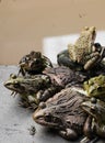 group of green and brown skinned toads and frogs Royalty Free Stock Photo