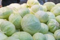 Group of green cabbages in a supermarket, Cabbage background, Fresh cabbage from farm field, a lot of cabbage at market place. Royalty Free Stock Photo