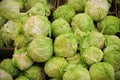 Group of green cabbages Royalty Free Stock Photo