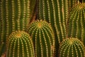 Green cactus with brown pricks