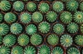 Group of green cactus in pot planting,Topview,Background and texture