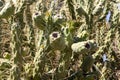 Group of green cane cactus plants is on a beautiful blurred orange background in fields in summer Royalty Free Stock Photo