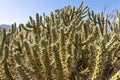 Group of green cane cactus plants is on a beautiful blurred orange background in fields in summer Royalty Free Stock Photo