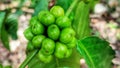 a group of green coffee cherries with thick and ripe stems and broad leaves Royalty Free Stock Photo